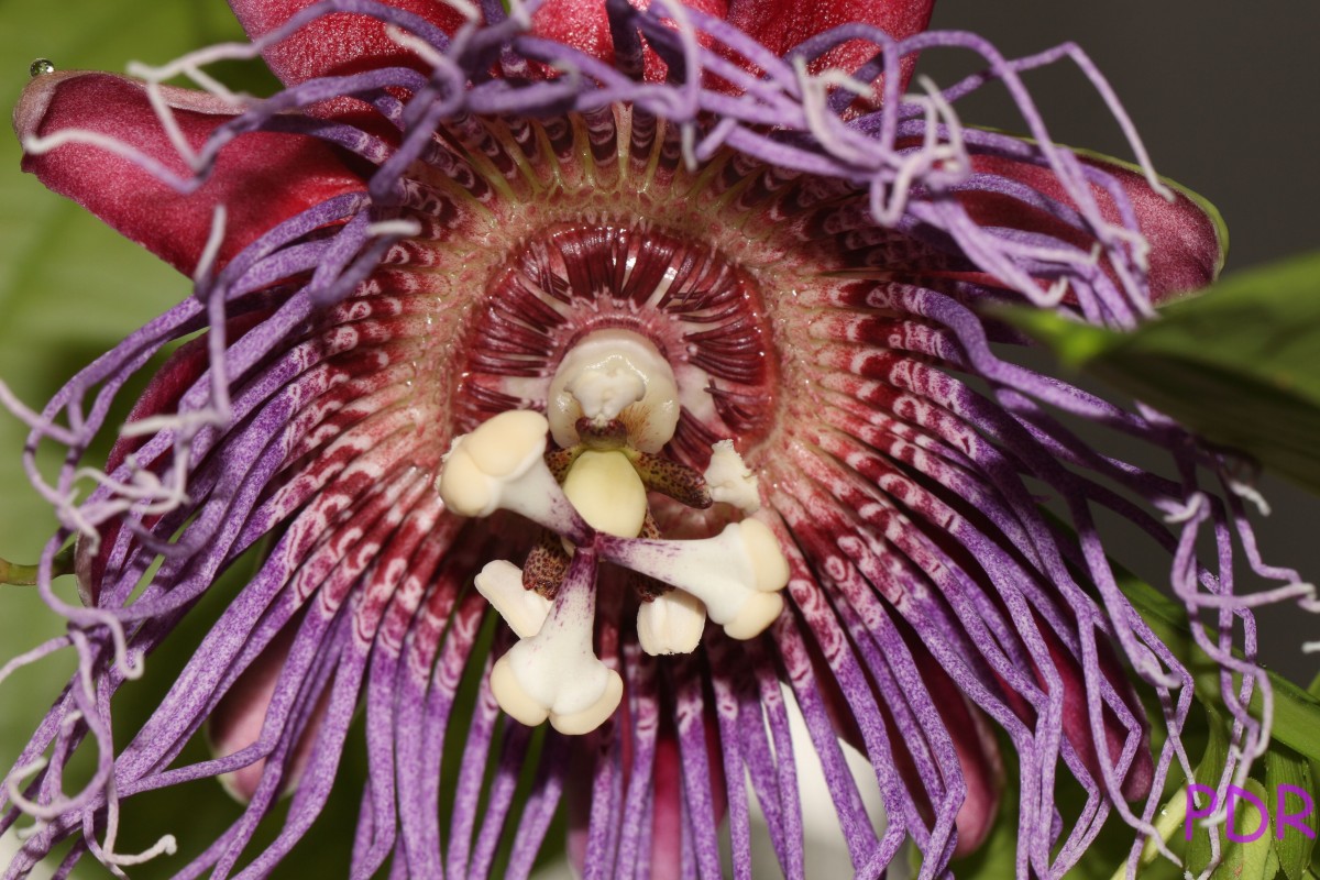 Passiflora quadrangularis L.